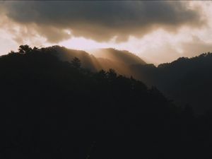 light in the forest atmosphere