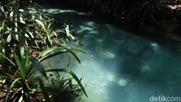 Sesuai namanya, Sungai Kali Biru memiliki warna biru sesuai namanya. Apabila berenang dan melihat dasarnya, tampak jelas betapa bersih aliran sungai tersebut dengan pasir di dasarnya. Besar kemungkinan kalau warna birunya berasal dari spektrum sinar matahari (Randy/detikcom)