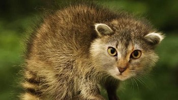 Rakun. (Foto: Boredpanda)