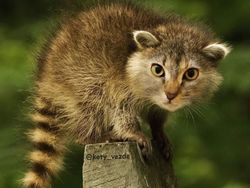 Gemas! Begini Jadinya Kalau Semua Hewan Berwajah Kucing