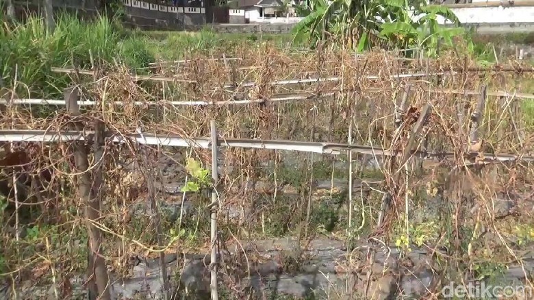 Jerit Petani Sayuran di Pasuruan yang Dilanda Kekeringan Jerit Petani Sayuran di Pasuruan yang Dilanda Kekeringan