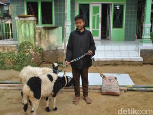 Siswa SD-SMP di Bandung Diberi Anak Ayam, di Purwakarta Dikasih Domba
