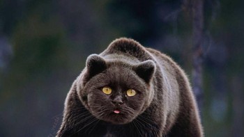 Beruang hitam. (Foto: Boredpanda)