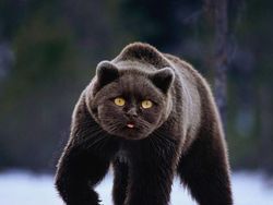 Gemas! Begini Jadinya Kalau Semua Hewan Berwajah Kucing