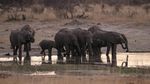 Kasihan, 55 Gajah di Zimbabwe Mati Akibat Kekeringan