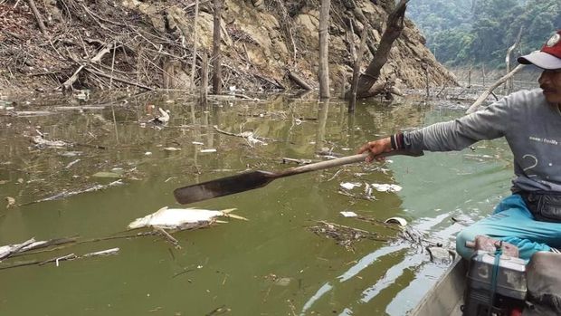 Hulu Batang Maek Sumbar Tercemar Tambang Timah, Ribuan Ikan Mati
