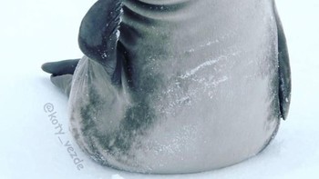 Anjing laut. (Foto: Boredpanda)