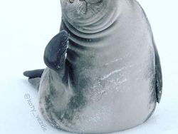 Gemas! Begini Jadinya Kalau Semua Hewan Berwajah Kucing