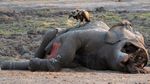 Kasihan, 55 Gajah di Zimbabwe Mati Akibat Kekeringan