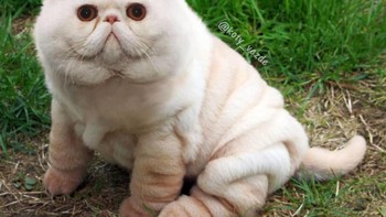 Anjing. (Foto: Boredpanda)