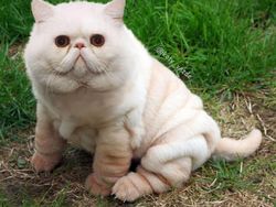 Gemas! Begini Jadinya Kalau Semua Hewan Berwajah Kucing