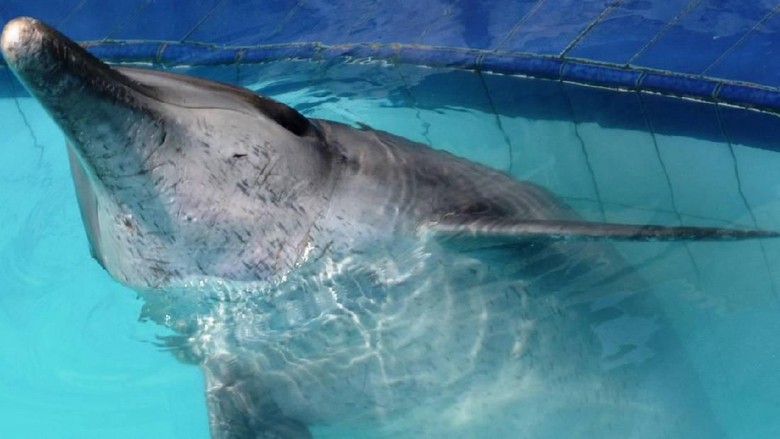 Penyelamatan lumba-lumba di Bali (dok. The Dolphin Project) Penyelamatan lumba-lumba di Bali (dok. The Dolphin Project)