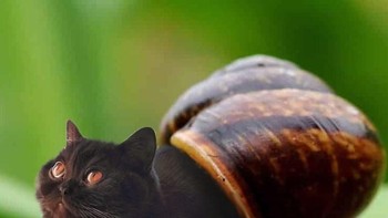 Keong. (Foto: Boredpanda)