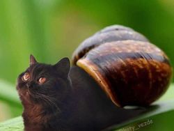 Gemas! Begini Jadinya Kalau Semua Hewan Berwajah Kucing