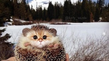 Landak. (Foto: Boredpanda)