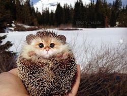 Gemas! Begini Jadinya Kalau Semua Hewan Berwajah Kucing