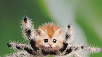 Laba-laba. (Foto: Boredpanda)