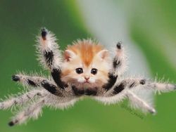 Gemas! Begini Jadinya Kalau Semua Hewan Berwajah Kucing