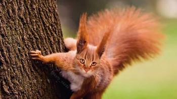 Tupai. (Foto: Boredpanda)