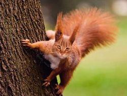 Gemas! Begini Jadinya Kalau Semua Hewan Berwajah Kucing