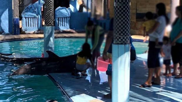 Kisah Penyelamatan 4 Lumba-lumba dari Kolam Renang Hotel di Bali