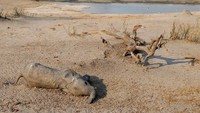 Dilansir dari Reuters, 55 gajah di Taman Nasional Hwange mati kelaparan akibat musim kemarau yang melanda kawasan Zimbabwe sejak September lalu dan menyebebabkan kekeringan parah di kawasan tersebut.