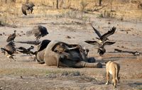 (Philimon Bulawayo/Reuters)