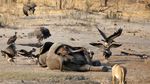 Kasihan, 55 Gajah di Zimbabwe Mati Akibat Kekeringan