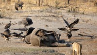 Juru bicara Zimparks, Tinashe Farawo mengatakan gajah-gajah tersebut ditemukan mati di dekat kolam air yang berada di sekitar Taman Nasional Hwange. Menurut Farawo hal itu menjadi sebuah tanda bahwa gajah-gajah tersebut telah menempuh perjalanan cukup jauh demi mendapatkan air.