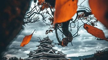 Foto daun berjatuhan. Foto: instagram.com/jordi.koalitic