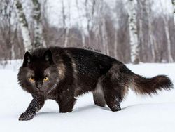 Gemas! Begini Jadinya Kalau Semua Hewan Berwajah Kucing
