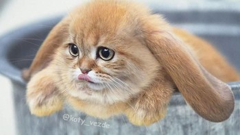 Kelinci. (Foto: Boredpanda)