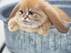 Gemas! Begini Jadinya Kalau Semua Hewan Berwajah Kucing