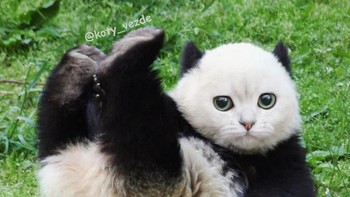 Panda. (Foto: Boredpanda)