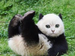 Gemas! Begini Jadinya Kalau Semua Hewan Berwajah Kucing