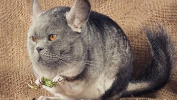 Tikus. (Foto: Boredpanda)