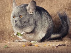 Gemas! Begini Jadinya Kalau Semua Hewan Berwajah Kucing