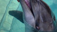 Lumba-lumba lain bernama Johnny mengalami kebutaan. Dugaannya, karena mata Johnny terlalu lama terpapar klorin, zat kimia yang biasa ditemukan di kolam renang hotel. (dok. The Dolphin Project)