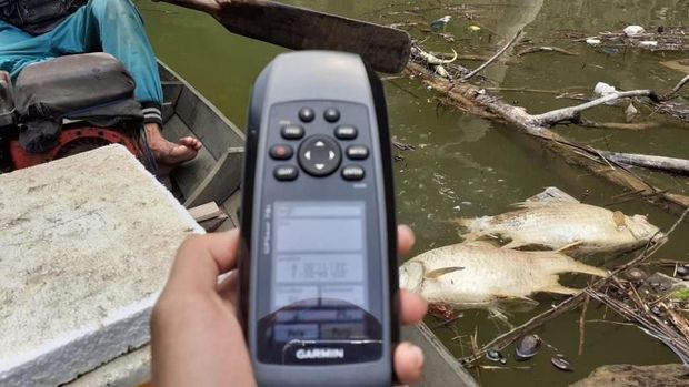 Hulu Batang Maek Sumbar Tercemar Tambang Timah, Ribuan Ikan Mati