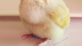 Anak ayam. (Foto: Boredpanda)