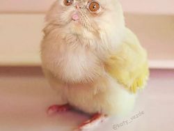 Gemas! Begini Jadinya Kalau Semua Hewan Berwajah Kucing