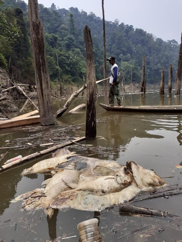 Hulu Batang Maek Sumbar Tercemar Tambang Timah Ribuan Ikan Mati