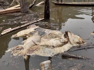 Hulu Batang Maek Sumbar Tercemar Tambang Timah, Ribuan Ikan Mati