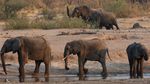 Kasihan, 55 Gajah di Zimbabwe Mati Akibat Kekeringan