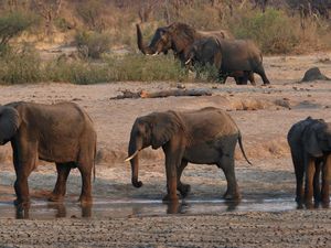 200 Gajah di Zimbabwe Disembelih untuk Warga yang Kelaparan
