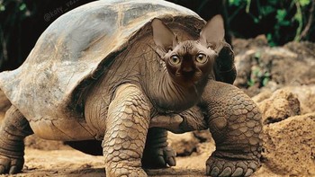 Kura-kura. (Foto: Boredpanda)