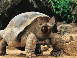 Gemas! Begini Jadinya Kalau Semua Hewan Berwajah Kucing