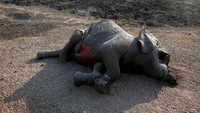 Seekor bangkai gajah ditemukan di salah satu area yang berada di kawasan Taman Nasional Hwange, Zimbabwe.