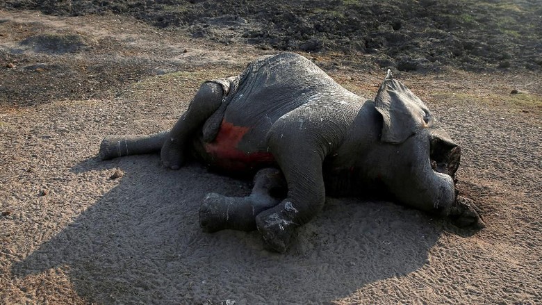Ilustrasi gajah mati (Philimon Bulawayo/Reuters) Ilustrasi gajah mati (Philimon Bulawayo/Reuters)