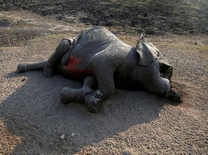 Kasihan, 55 Gajah di Zimbabwe Mati Akibat Kekeringan
